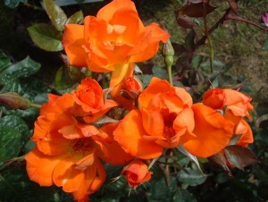 WARM WELCOME (climber)